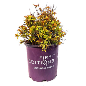 Spirea, 2 gal, Little Spark