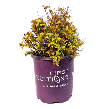Spirea, 2 gal, Little Spark