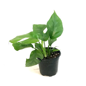 Philodendron, 4in, Minima