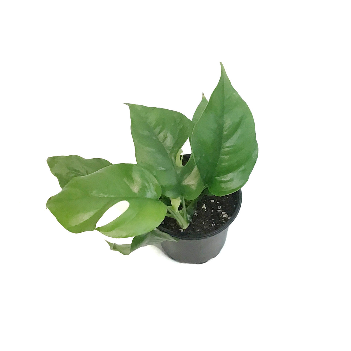 Philodendron, 4in, Minima