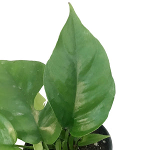 Philodendron, 4in, Minima