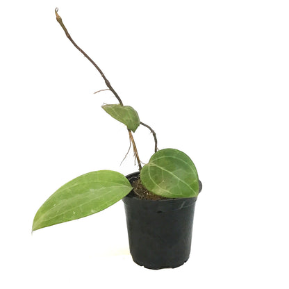 Hoya 4in, Sarawak