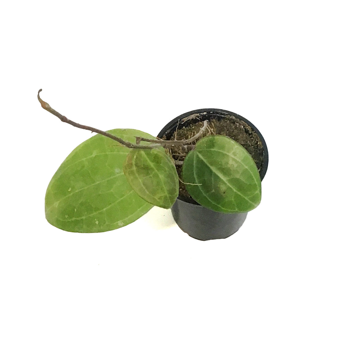 Hoya 4in, Sarawak
