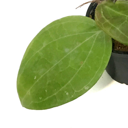 Hoya 4in, Sarawak