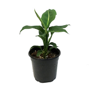 Dieffenbachia, 4in, Green Magic