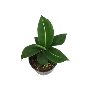 Dieffenbachia, 4in, Green Magic