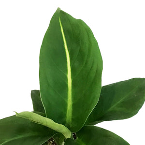 Dieffenbachia, 4in, Green Magic