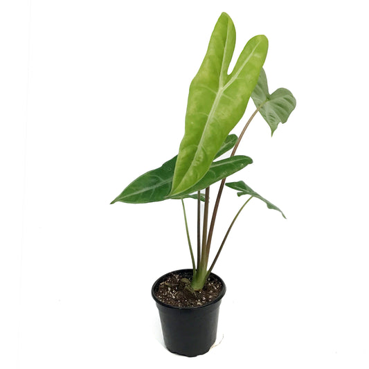 Alocasia, 4in, Dragon's Tooth Longiloba