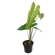Load image into Gallery viewer, Alocasia, 4in, Dragon's Tooth Longiloba
