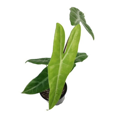Alocasia, 4in, Dragon's Tooth Longiloba