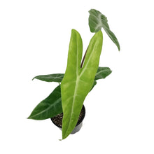 Load image into Gallery viewer, Alocasia, 4in, Dragon's Tooth Longiloba
