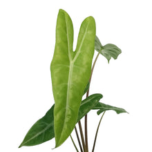 Load image into Gallery viewer, Alocasia, 4in, Dragon's Tooth Longiloba
