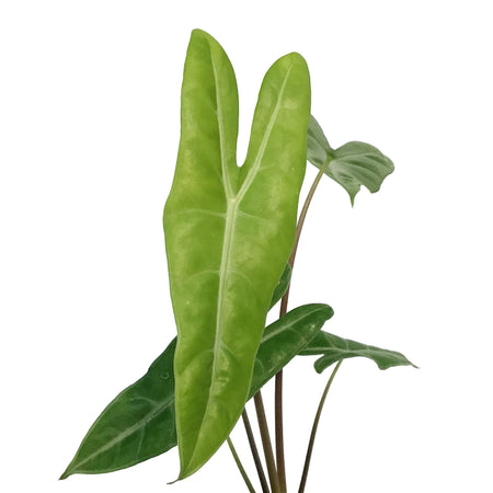 Alocasia, 4in, Dragon's Tooth Longiloba