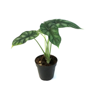 Alocasia, 4in, Sinuata