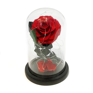 Forever Rose, 6.5in, Assorted Colours