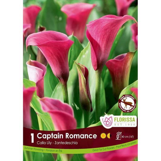 Calla Lily - Captain Romance Bulb, 1pk