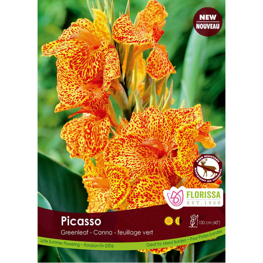 Canna Lily, Green Picasso, 1pk