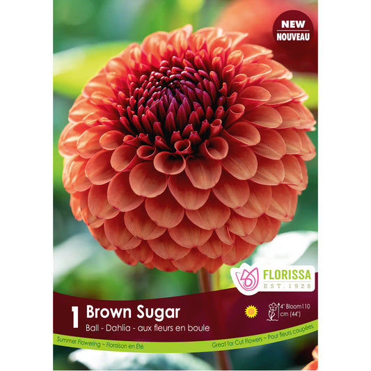 Dahlia, Ball Brown Sugar Premium Bulbs 1pk