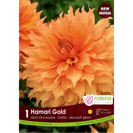 Dahlia, Dinnerplate - Hamari Gold Premiu Bulbs 1pk