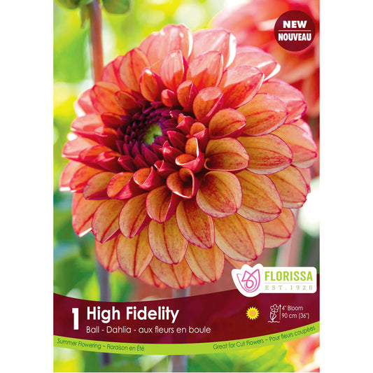 Dahlia, Hight Fidelity Premium Bulbs 1pk