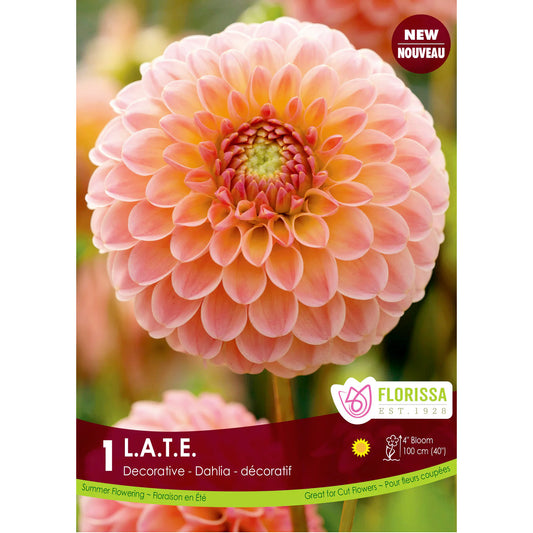 Dahlia, L.A.T.E Premium Bulbs 1pk