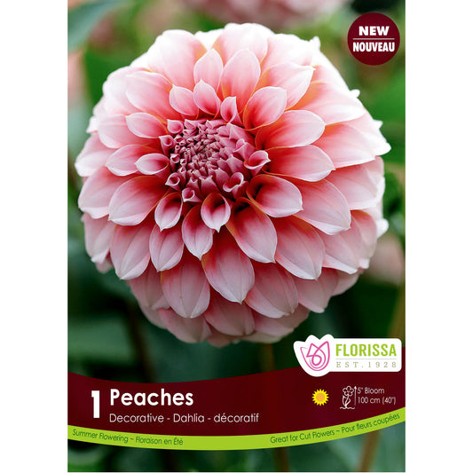 Dahlia, Peaches Premium Bulbs 1pk