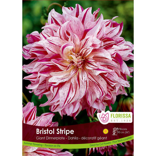Dahlia, Dinnerplate, Bristol Stripe Bulbs 1pk
