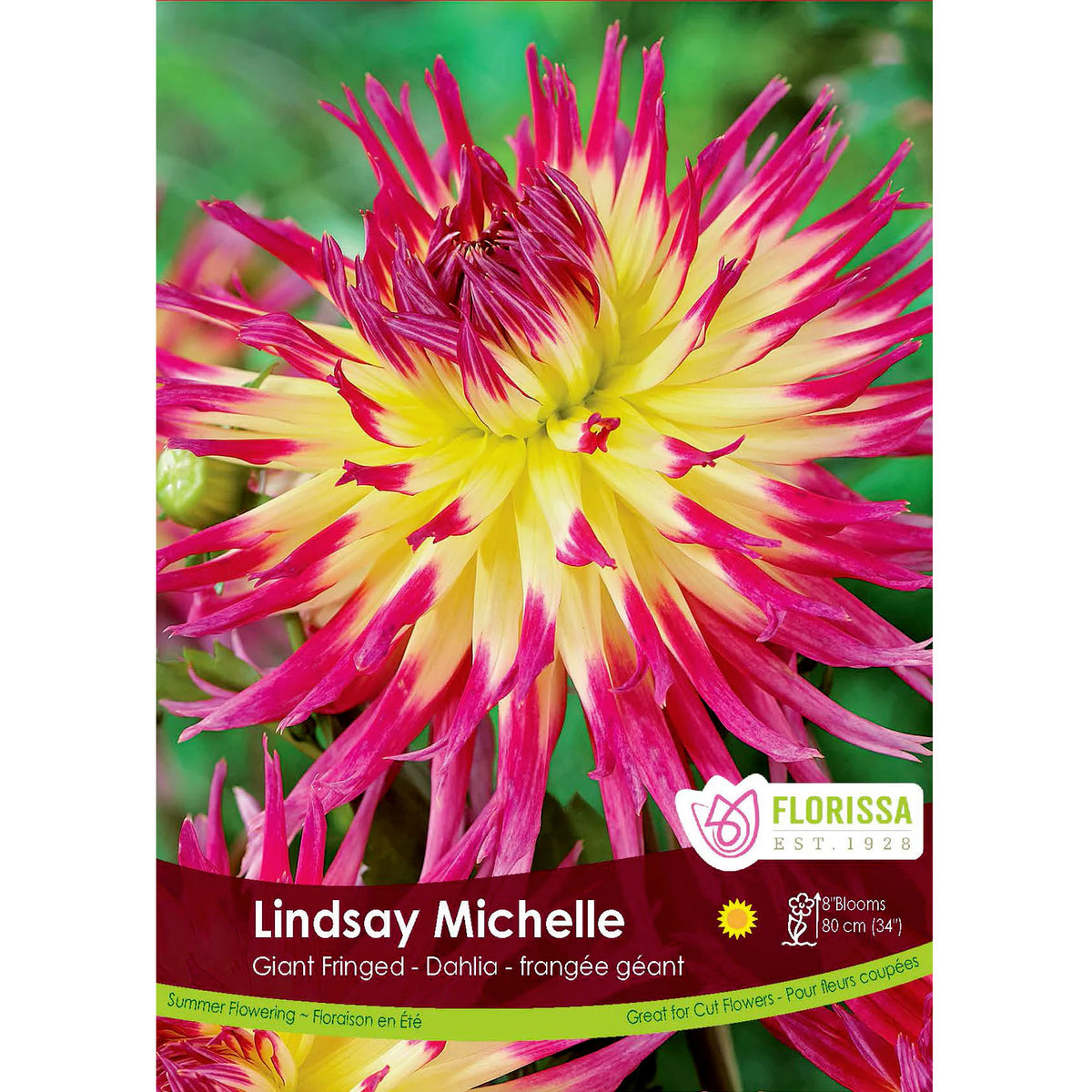 Dahlia, Dinnerplate - Lindsay Michelle Bulbs 1pk