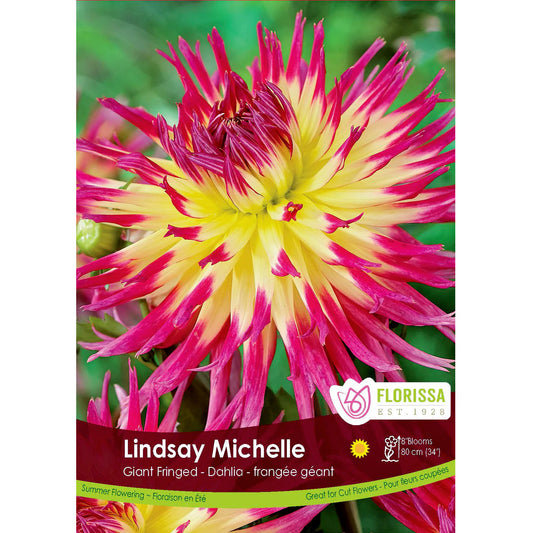 Dahlia, Dinnerplate - Lindsay Michelle Bulbs 1pk