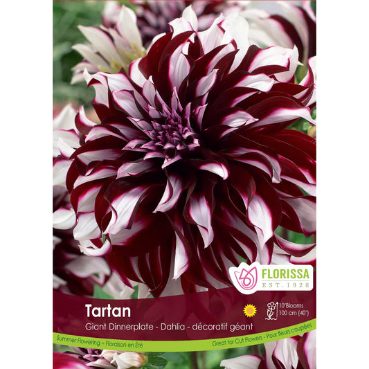 Dahlia, Dinnerplate - Tartan Bulbs 1pk