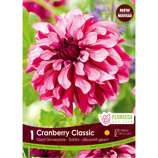 Dahlia, Cranberry Classic Bulbs 1pk