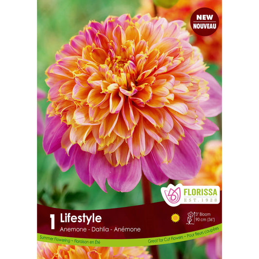 Dahlia - Anemonme Life Style, 1 Pack