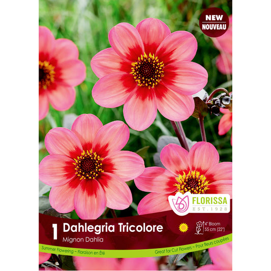 Dahlia - Mignon Dahlegria Tricolore, 1 Pack