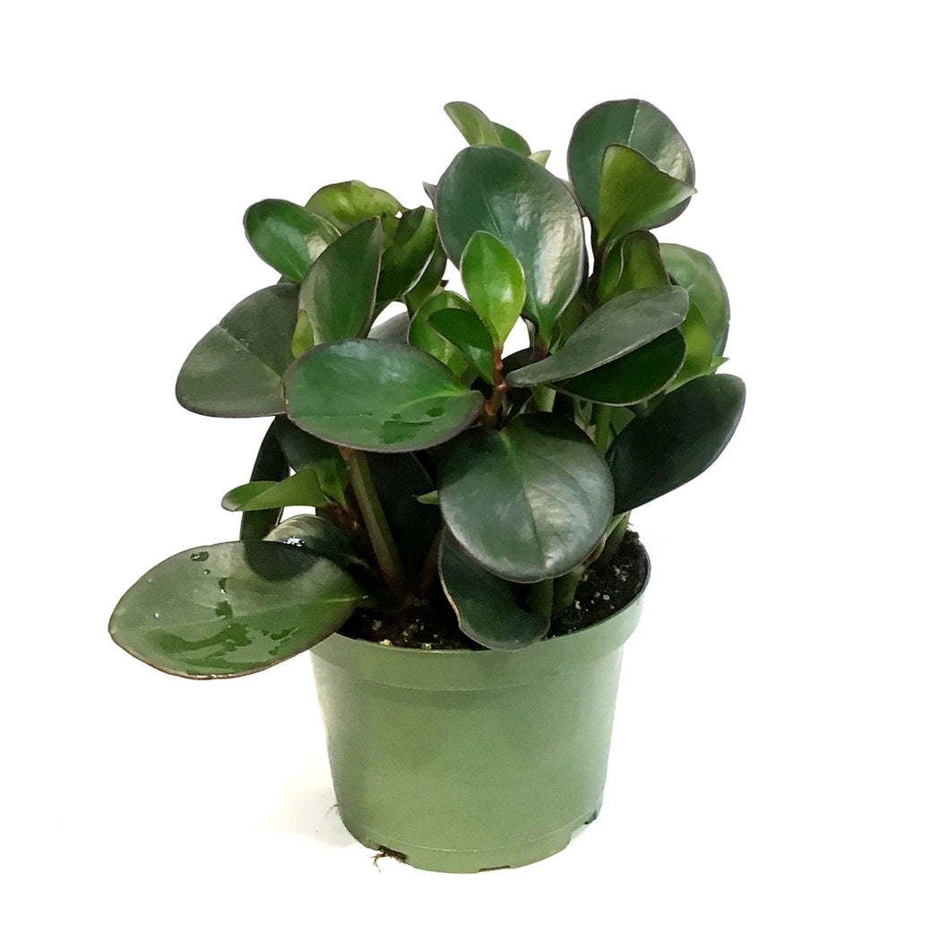 Peperomia, 6in, Clusiifolia Red Margin