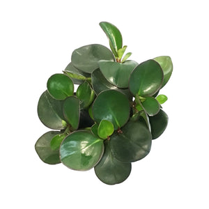 Peperomia, 6in, Clusiifolia Red Margin