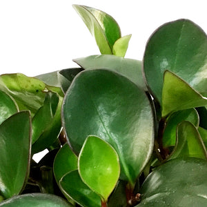 Peperomia, 6in, Clusiifolia Red Margin