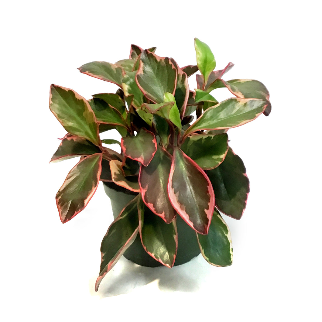 Peperomia, 6in, Ginny