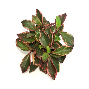 Peperomia, 6in, Ginny