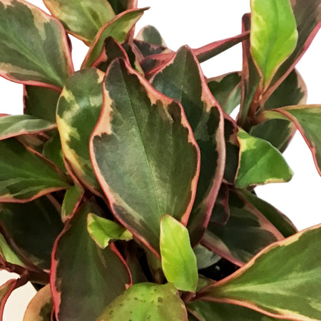 Peperomia, 6in, Ginny