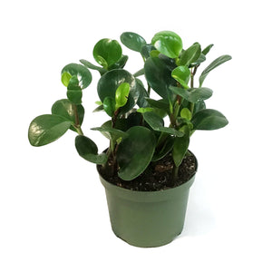 Peperomia, 6in, Green