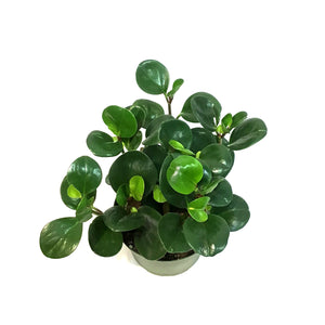 Peperomia, 6in, Green