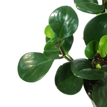 Load image into Gallery viewer, Peperomia, 6in, Green
