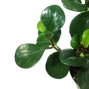 Peperomia, 6in, Green