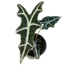 Load image into Gallery viewer, Alocasia, 4in, Sanderiana Nobilis
