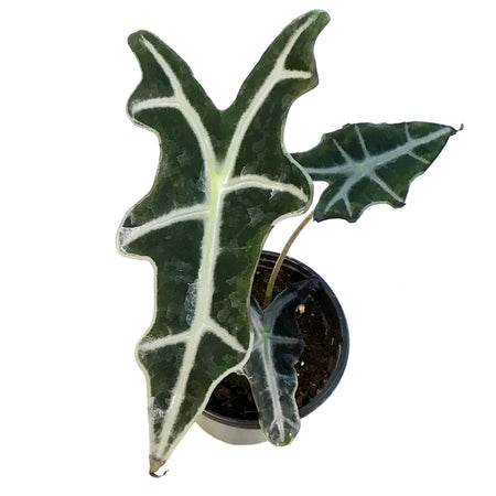 Alocasia, 4in, Sanderiana Nobilis