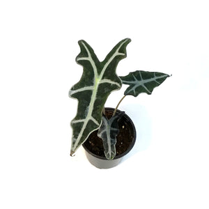 Alocasia, 4in, Sanderiana Nobilis