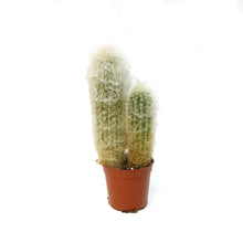 Load image into Gallery viewer, Cactus, 2.5cm, Old Man of the Mountain
