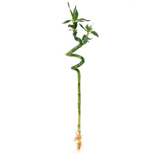 Load image into Gallery viewer, Lucky Bamboo, 60cm, Spiral
