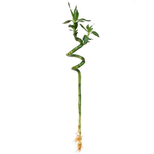 Lucky Bamboo, 60cm, Spiral