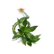 Load image into Gallery viewer, Lucky Bamboo, 60cm, Spiral
